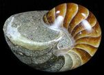 Polished Nautilus Fossil - Madagascar #58637-1